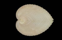 藏品(雞心蛤)的圖片